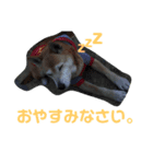 キンタとミミ（個別スタンプ：6）