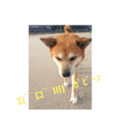 キンタとミミ（個別スタンプ：8）
