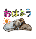 ちゅら＆ころん（個別スタンプ：1）