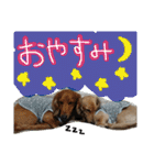 ちゅら＆ころん（個別スタンプ：2）