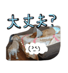 ちゅら＆ころん（個別スタンプ：12）