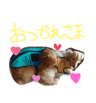 ちゅら＆ころん（個別スタンプ：13）