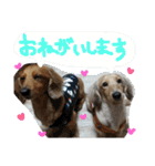 ちゅら＆ころん（個別スタンプ：15）