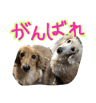 ちゅら＆ころん（個別スタンプ：21）