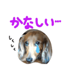 ちゅら＆ころん（個別スタンプ：31）