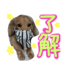 ちゅら＆ころん（個別スタンプ：40）