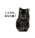 実家の動物たち（個別スタンプ：11）