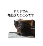 実家の動物たち（個別スタンプ：15）