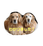 メラアヤ#1（個別スタンプ：2）