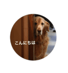 メラアヤ#1（個別スタンプ：6）