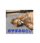 メラアヤ#1（個別スタンプ：7）