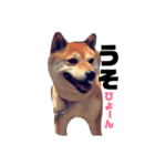 さらちゃんスタンプ☆（個別スタンプ：4）