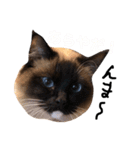 ラグドーラーズ  ビビ（個別スタンプ：14）