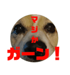 コータのスタンプ2（個別スタンプ：3）