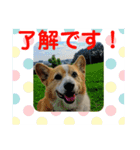 コータのスタンプ2（個別スタンプ：4）