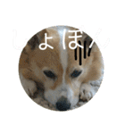 コータのスタンプ2（個別スタンプ：7）