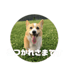 コータのスタンプ2（個別スタンプ：12）