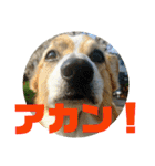 コータのスタンプ2（個別スタンプ：14）