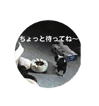 チワ澤さんの毎日チワワ2（個別スタンプ：2）