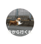 チワ澤さんの毎日チワワ2（個別スタンプ：3）