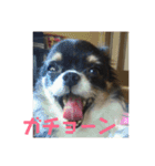 チワ澤さんの毎日チワワ2（個別スタンプ：8）