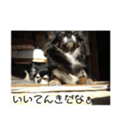 チワ澤さんの毎日チワワ2（個別スタンプ：10）