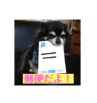チワ澤さんの毎日チワワ2（個別スタンプ：12）