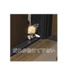 チワ澤さんの毎日チワワ2（個別スタンプ：15）
