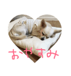 わだ（個別スタンプ：1）