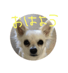 わだ（個別スタンプ：11）