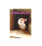 ださかわいい 池田しろ（個別スタンプ：5）