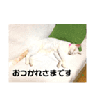 ださかわいい 池田しろ（個別スタンプ：8）