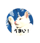 ださかわいい 池田しろ（個別スタンプ：13）