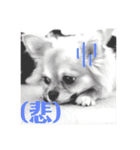 犬のキモチ 一文字スタンプ〜喜怒哀楽編〜（個別スタンプ：1）