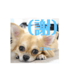 犬のキモチ 一文字スタンプ〜喜怒哀楽編〜（個別スタンプ：2）