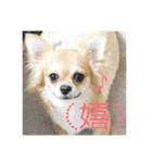 犬のキモチ 一文字スタンプ〜喜怒哀楽編〜（個別スタンプ：3）