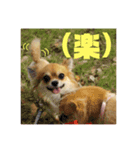 犬のキモチ 一文字スタンプ〜喜怒哀楽編〜（個別スタンプ：4）