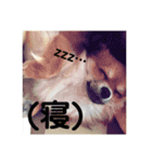 犬のキモチ 一文字スタンプ〜喜怒哀楽編〜（個別スタンプ：5）