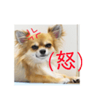 犬のキモチ 一文字スタンプ〜喜怒哀楽編〜（個別スタンプ：6）