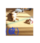 犬のキモチ 一文字スタンプ〜喜怒哀楽編〜（個別スタンプ：7）