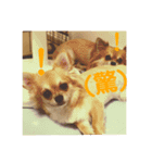犬のキモチ 一文字スタンプ〜喜怒哀楽編〜（個別スタンプ：8）