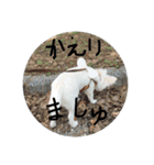 ましゅたんぐ（個別スタンプ：7）