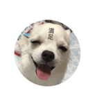 ましゅたんぐ（個別スタンプ：8）