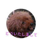トイプードルのくぅく3（個別スタンプ：9）