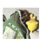 もふもふスタンプ！（個別スタンプ：7）