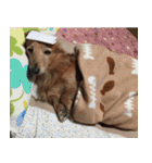 もふもふスタンプ！（個別スタンプ：13）