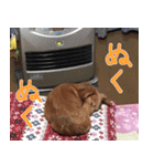 もふもふスタンプ！（個別スタンプ：16）
