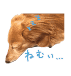 もふもふスタンプ！（個別スタンプ：18）