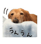もふもふスタンプ！（個別スタンプ：21）