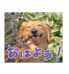 もふもふスタンプ！（個別スタンプ：23）